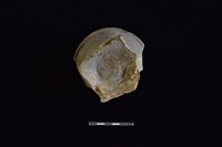 蓋鈕藏品圖，第2張